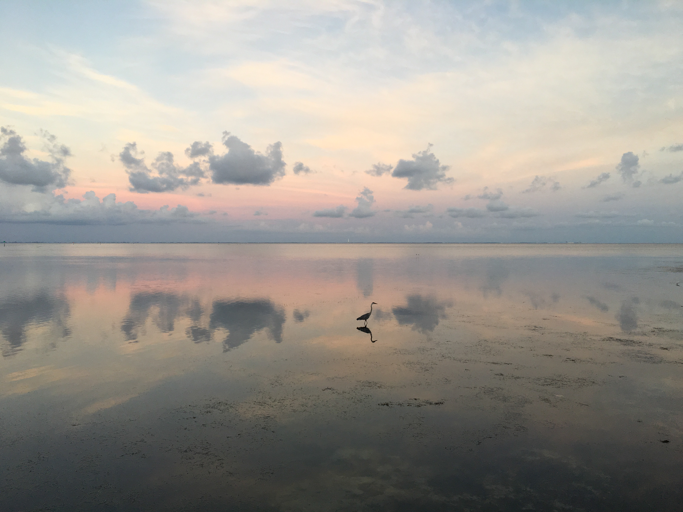 A lone egret steps carefully at sunset, the pink glow and clouds reflected in the still water.
